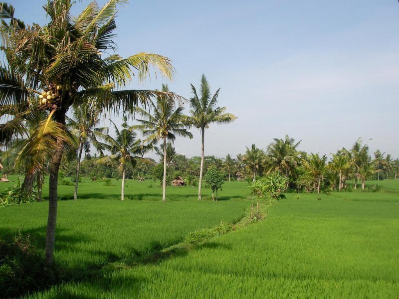 Green Field Hotel And Bungalow Ubud Exterior foto